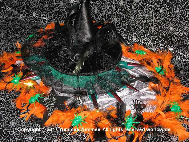 A witch's hat covers a spooky cake. Green frosting makes it wickedly gluten-free good. A witch's hat covers a spooky cake. Green frosting makes it wickedly gluten-free good.